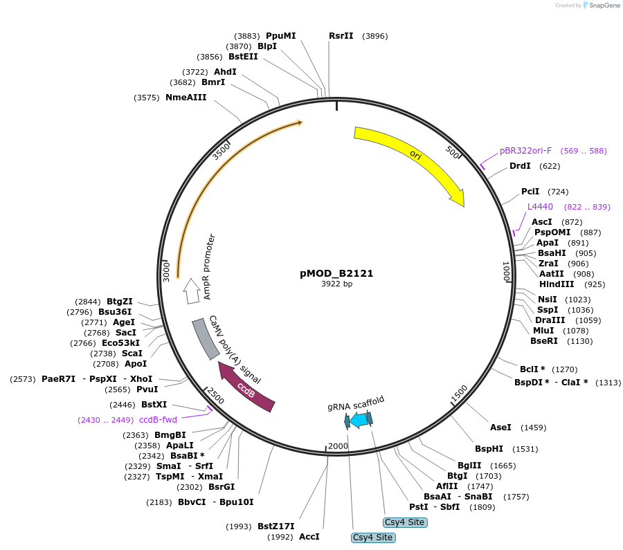 91065-plasmid-map-sequence-id-181862