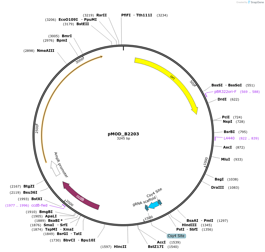 91066-plasmid-map-sequence-id-181864