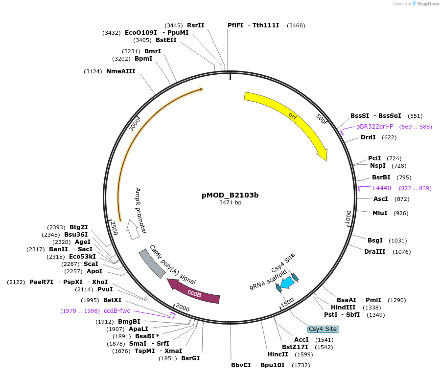 91062-plasmid-map-sequence-id-181865