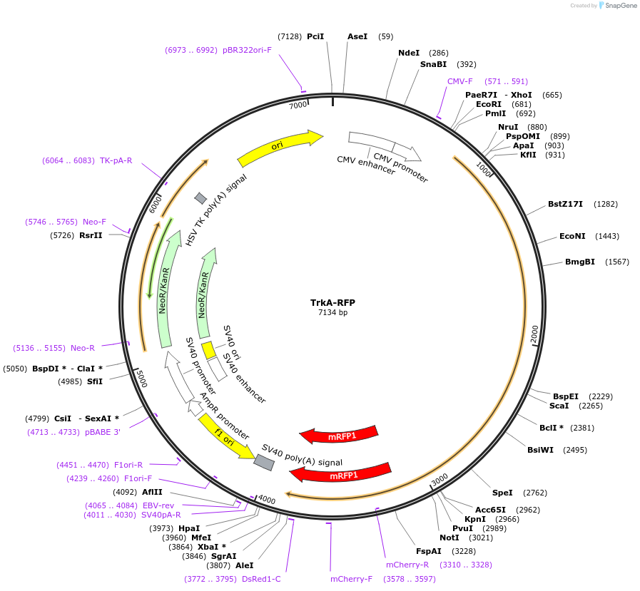 24093-plasmid-map-sequence-id-181867