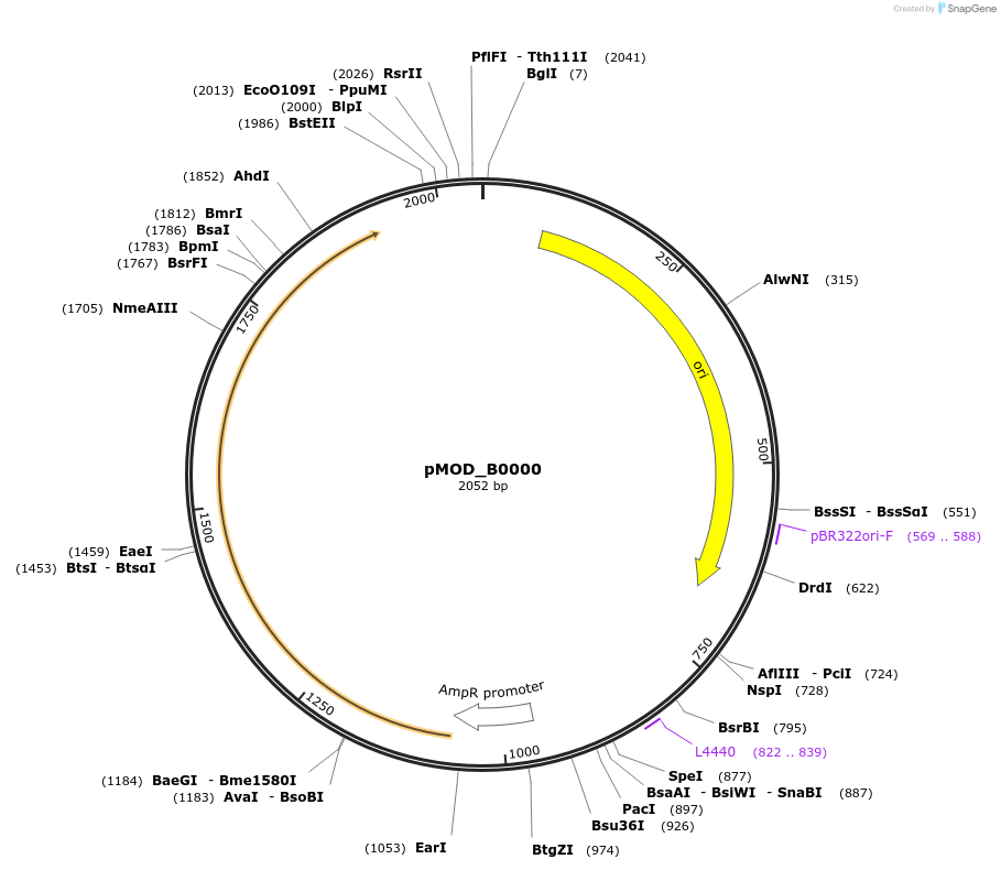 91058-plasmid-map-sequence-id-181869