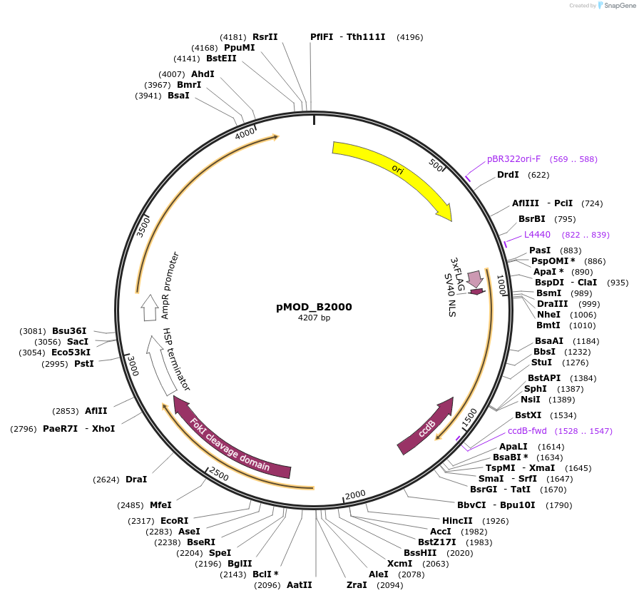 91059-plasmid-map-sequence-id-181870