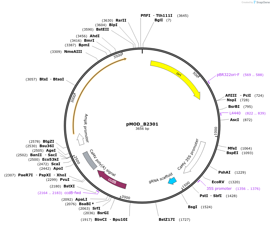 91067-plasmid-map-sequence-id-181873