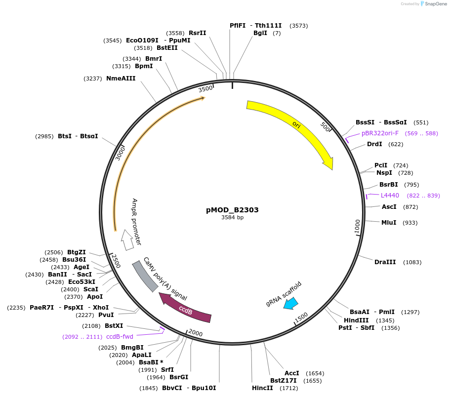 91068-plasmid-map-sequence-id-181874