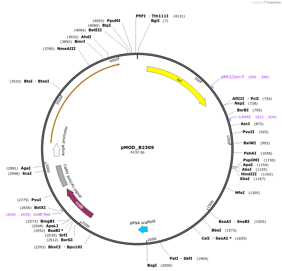 91069-plasmid-map-sequence-id-181875