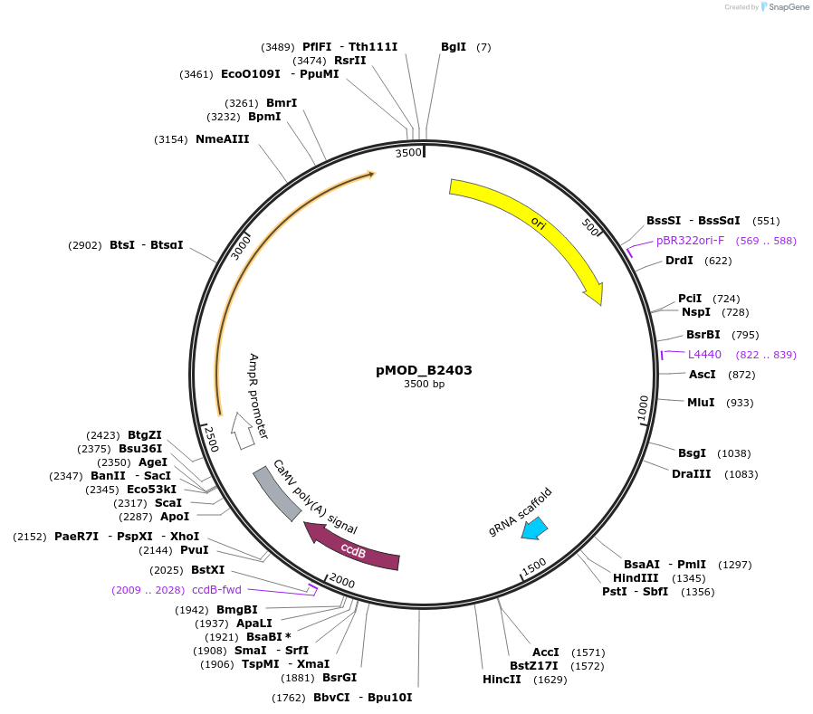 91071-plasmid-map-sequence-id-181880
