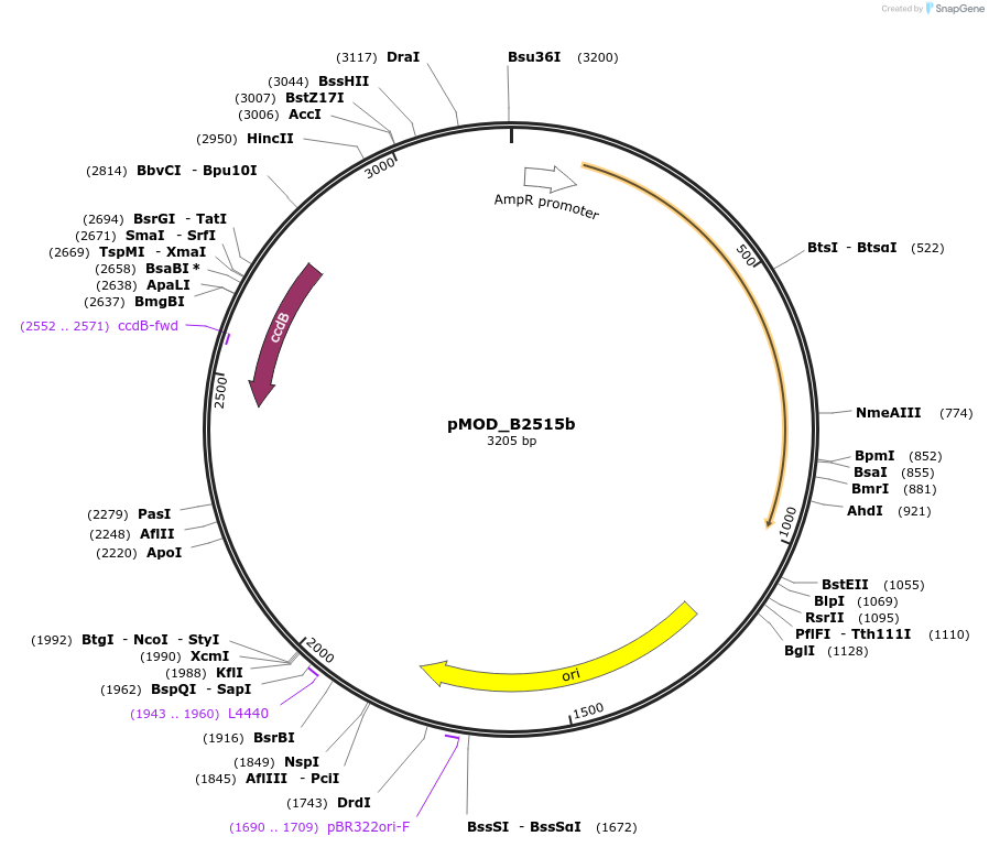 91073-plasmid-map-sequence-id-181900