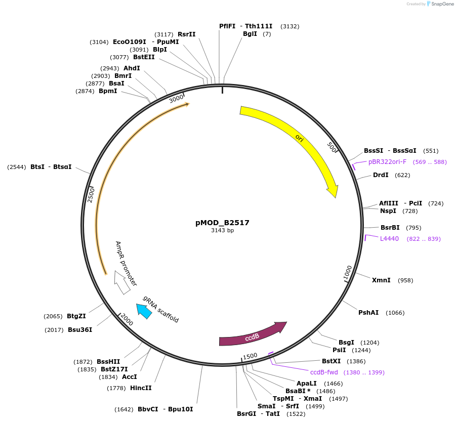 91074-plasmid-map-sequence-id-181901