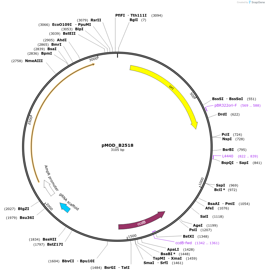 91075-plasmid-map-sequence-id-181902