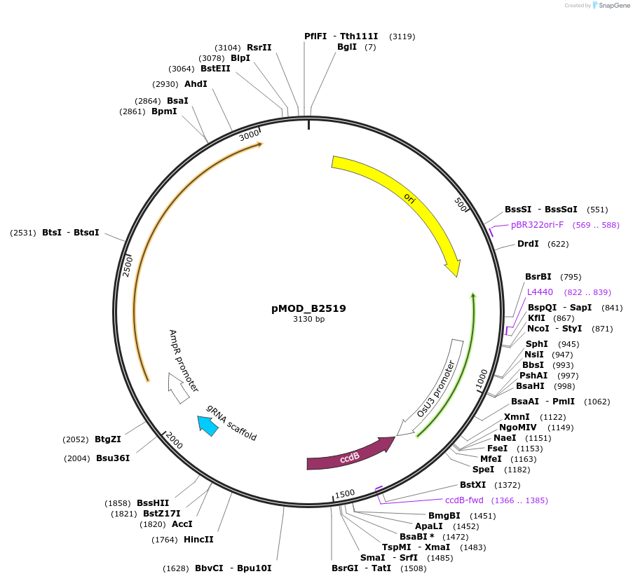 91076-plasmid-map-sequence-id-181904
