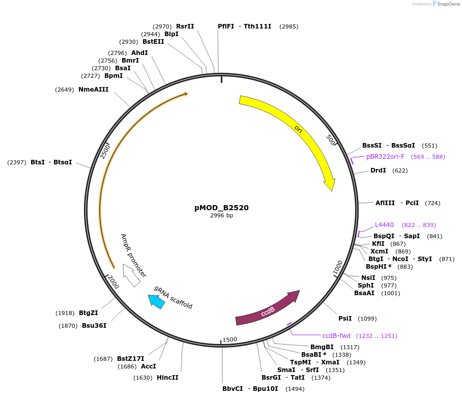 91077-plasmid-map-sequence-id-181905