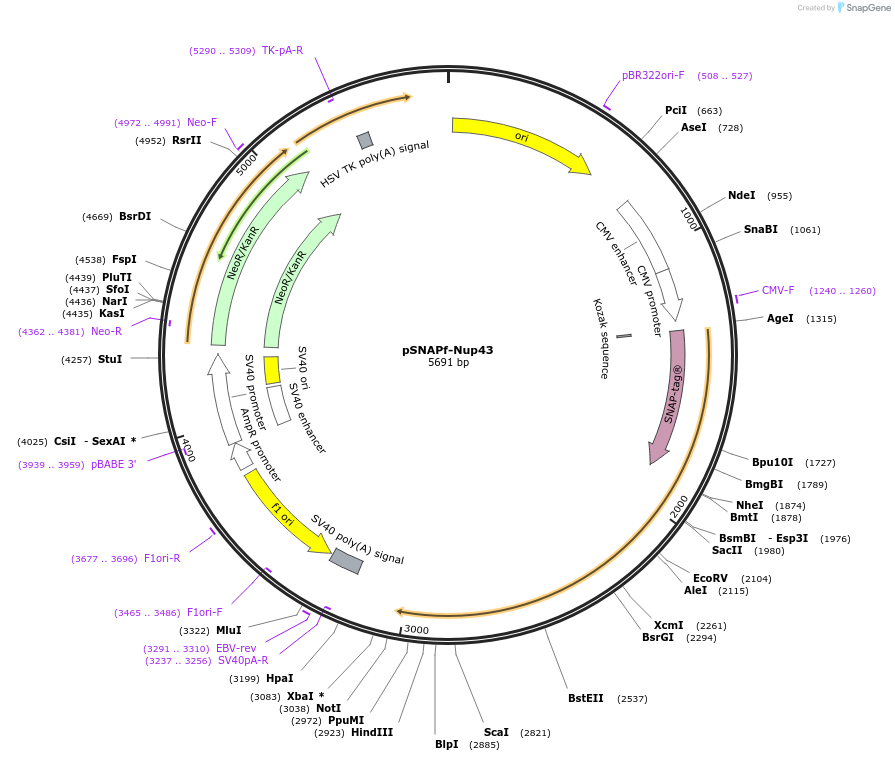 98276-plasmid-map-sequence-id-181934