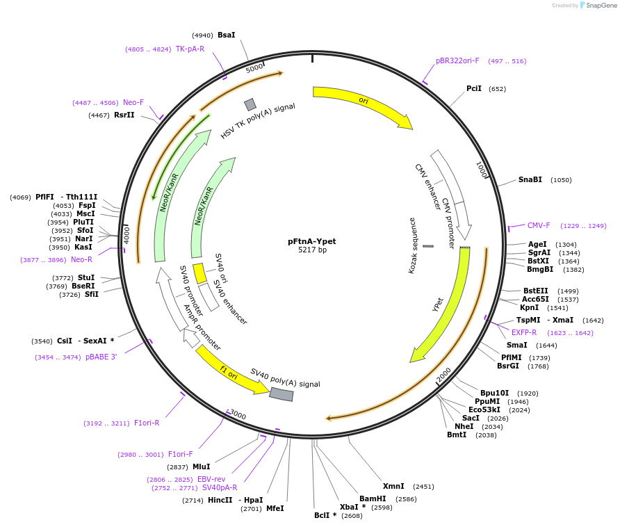 98280-plasmid-map-sequence-id-181971