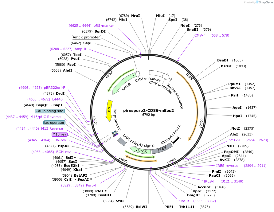 98284-plasmid-map-sequence-id-182021