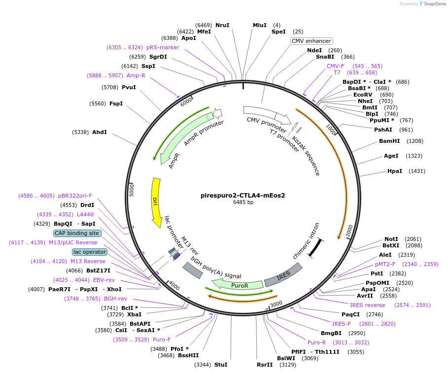 98285-plasmid-map-sequence-id-182032