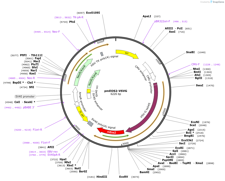 98286-plasmid-map-sequence-id-182039