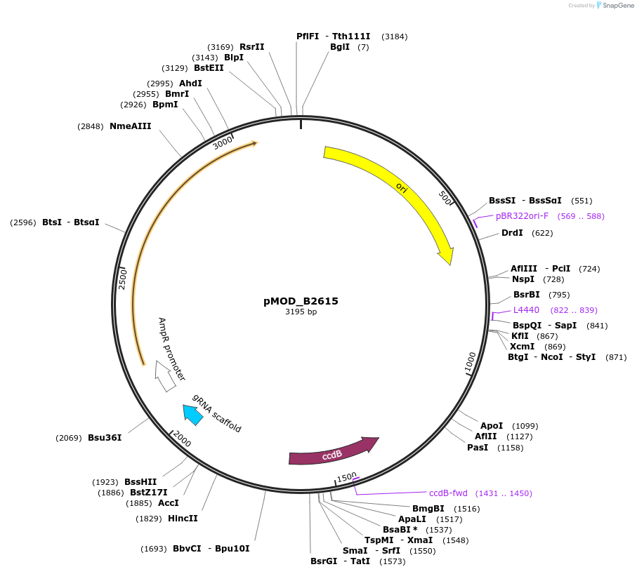 91078-plasmid-map-sequence-id-182041