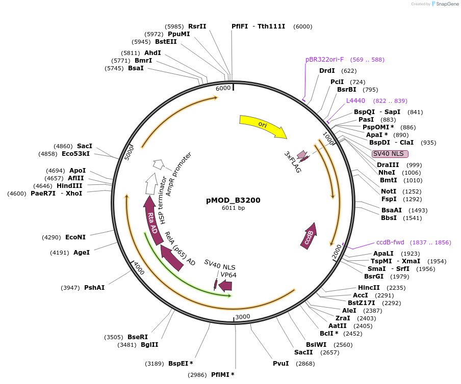 91079-plasmid-map-sequence-id-182042