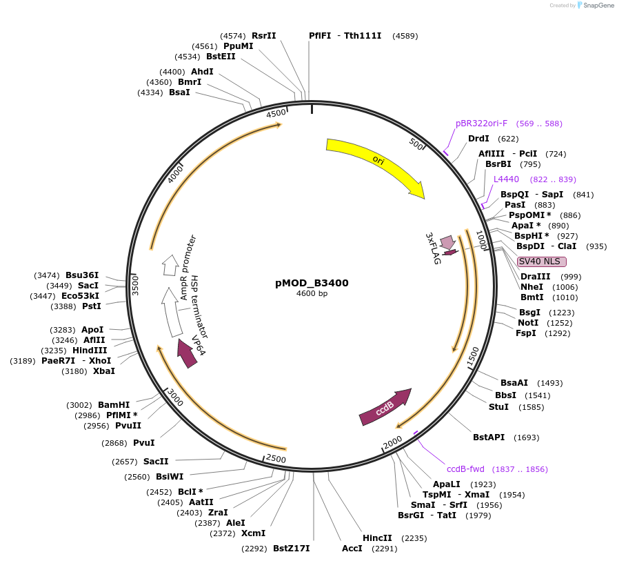 91080-plasmid-map-sequence-id-182043