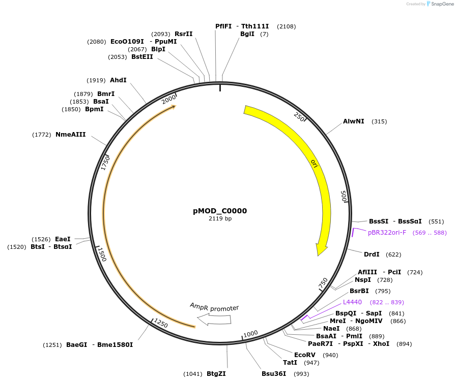 91081-plasmid-map-sequence-id-182045