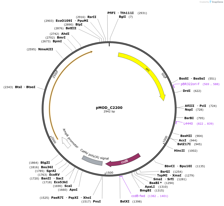 91082-plasmid-map-sequence-id-182046