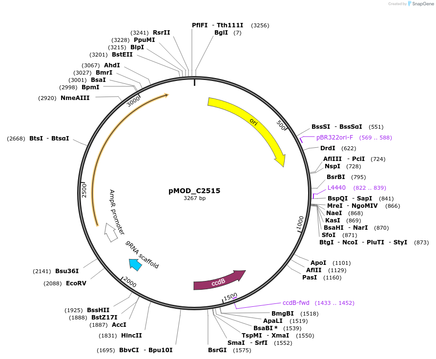 91083-plasmid-map-sequence-id-182047