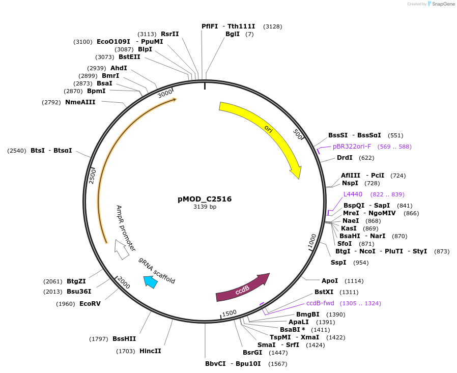 91084-plasmid-map-sequence-id-182048