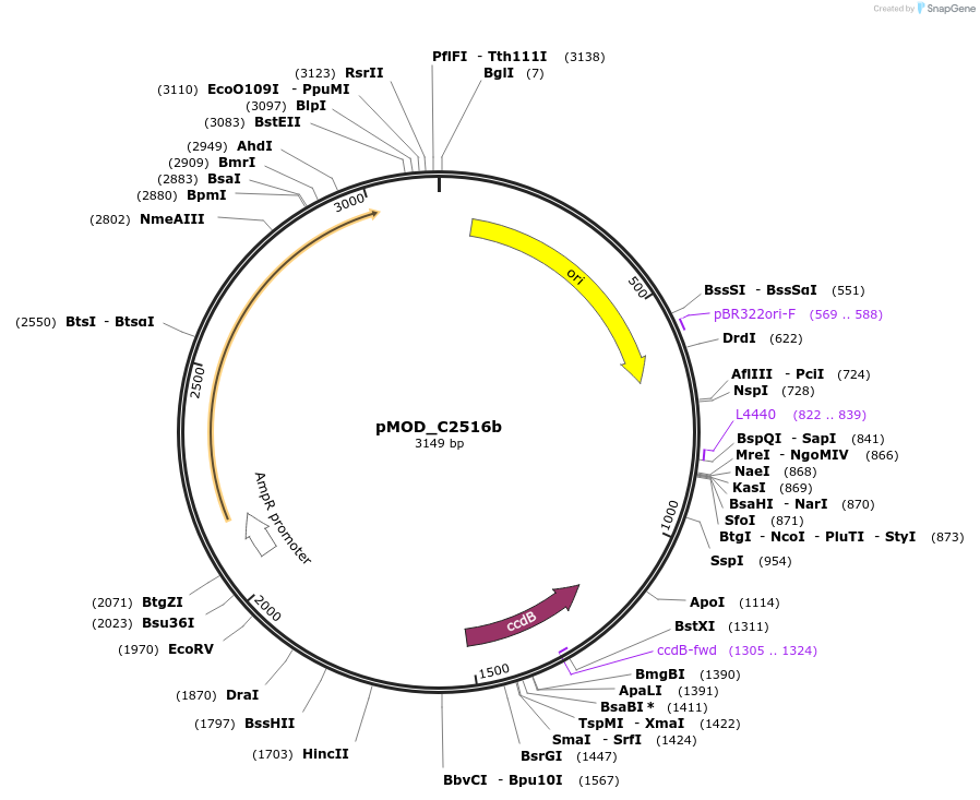 91085-plasmid-map-sequence-id-182050