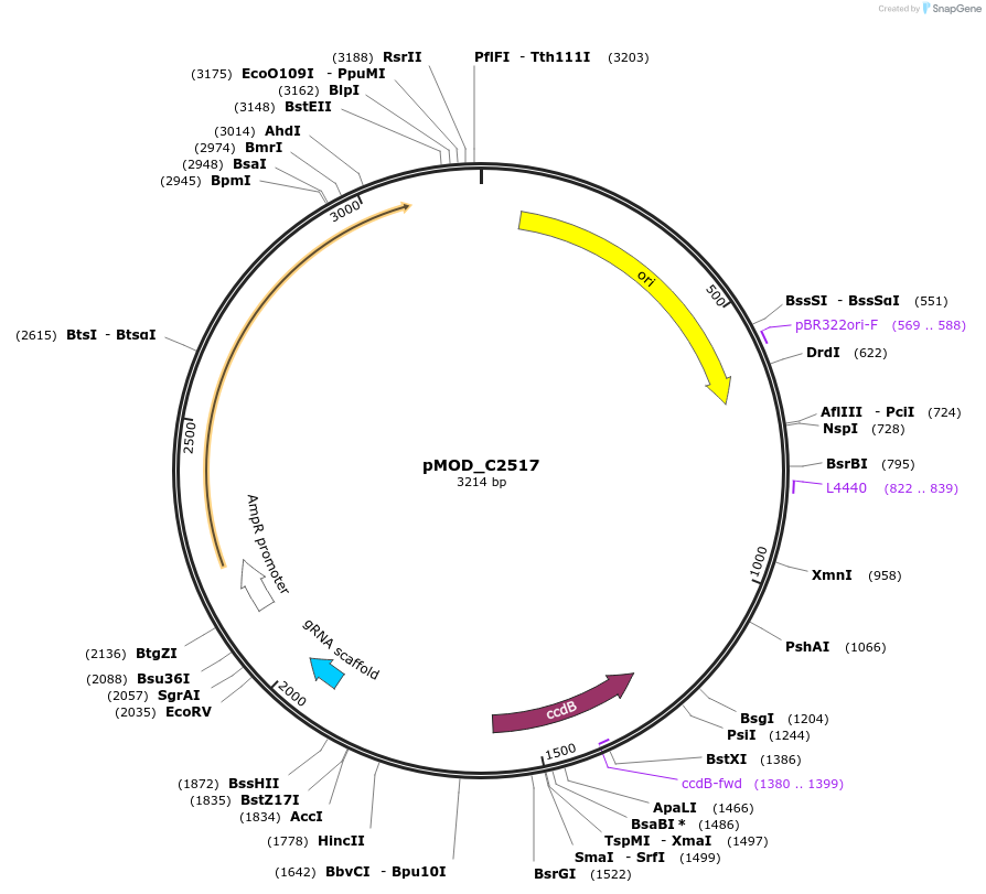 91086-plasmid-map-sequence-id-182051