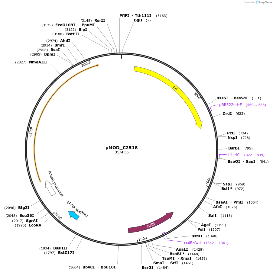 91087-plasmid-map-sequence-id-182052