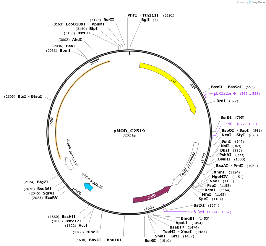 91088-plasmid-map-sequence-id-182053