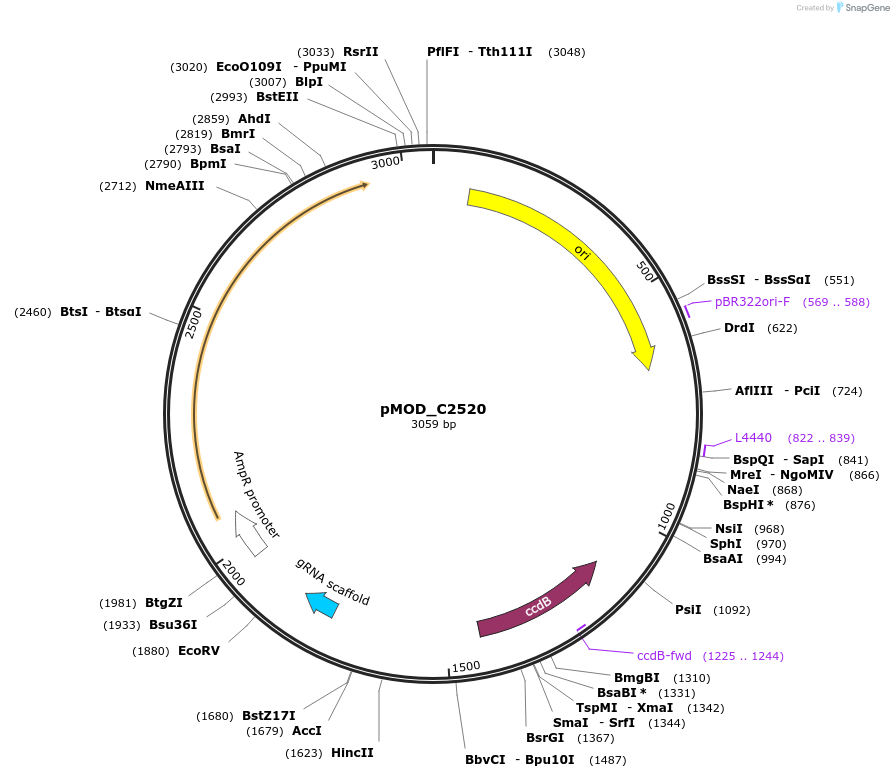 91089-plasmid-map-sequence-id-182054