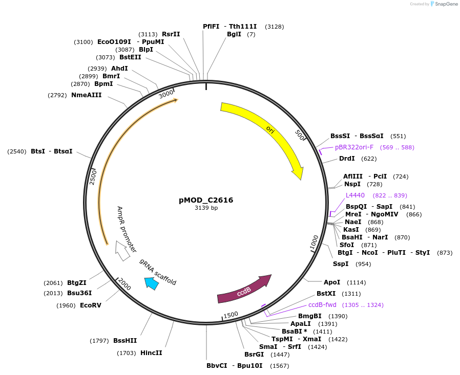 91090-plasmid-map-sequence-id-182055