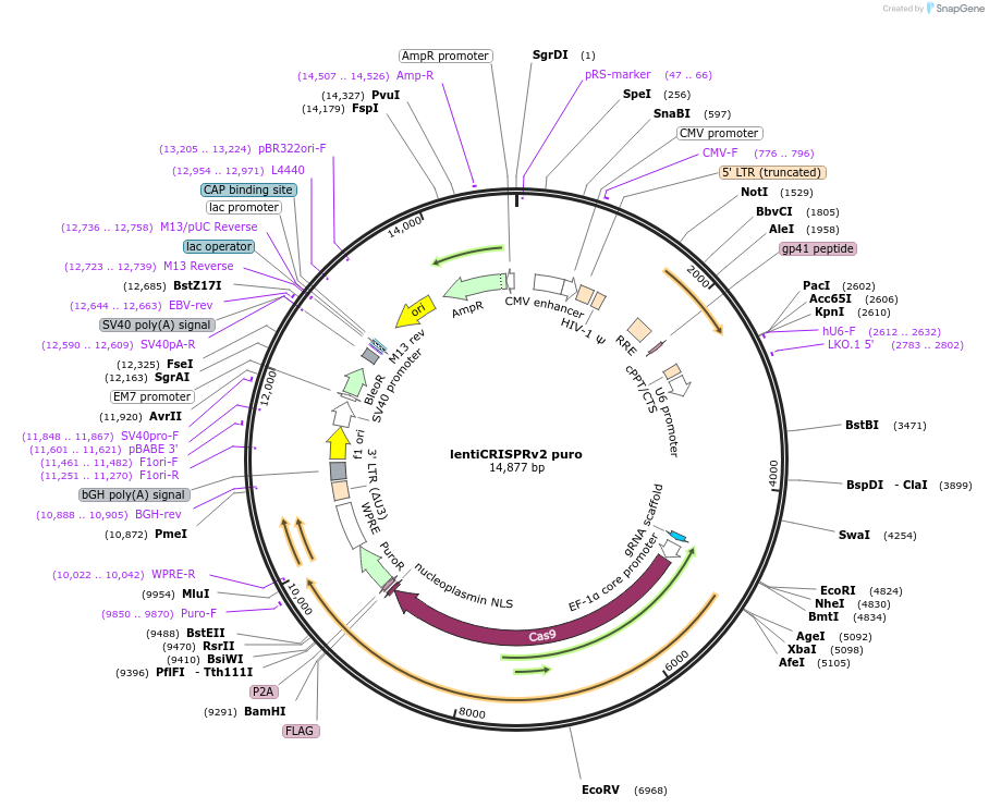 98290-plasmid-map-sequence-id-182057