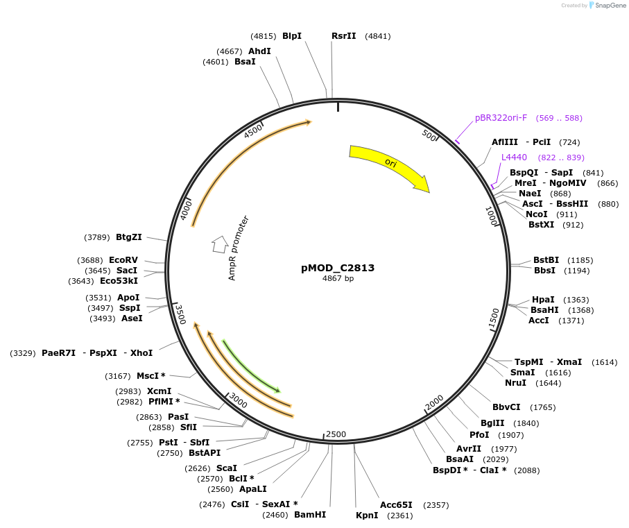 91092-plasmid-map-sequence-id-182059