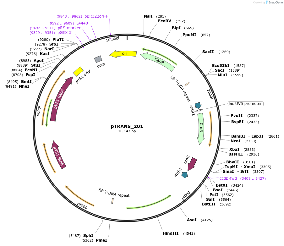 91105-plasmid-map-sequence-id-182076