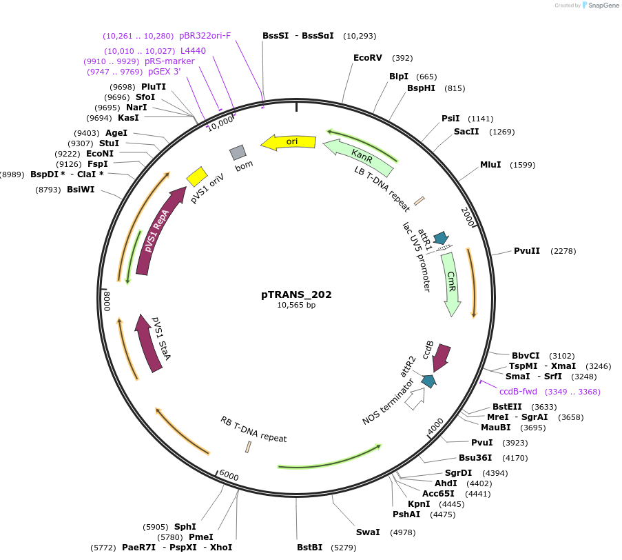 91106-plasmid-map-sequence-id-182077