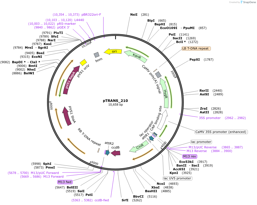 91108-plasmid-map-sequence-id-182079