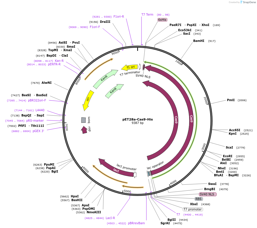 98158-plasmid-map-sequence-id-182081