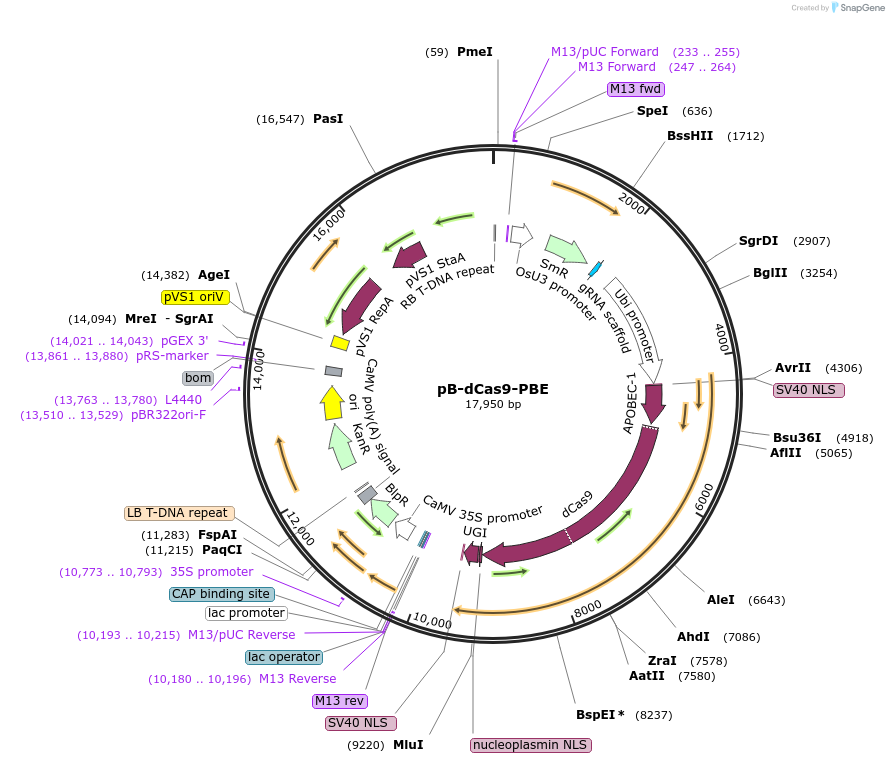 98159-plasmid-map-sequence-id-182083
