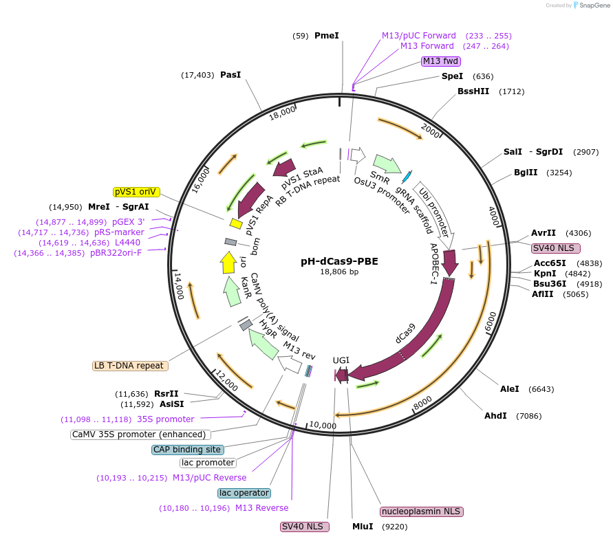 98162-plasmid-map-sequence-id-182084