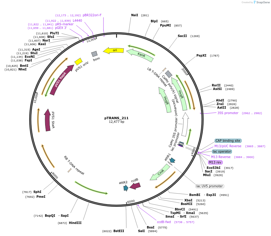 91110-plasmid-map-sequence-id-182086
