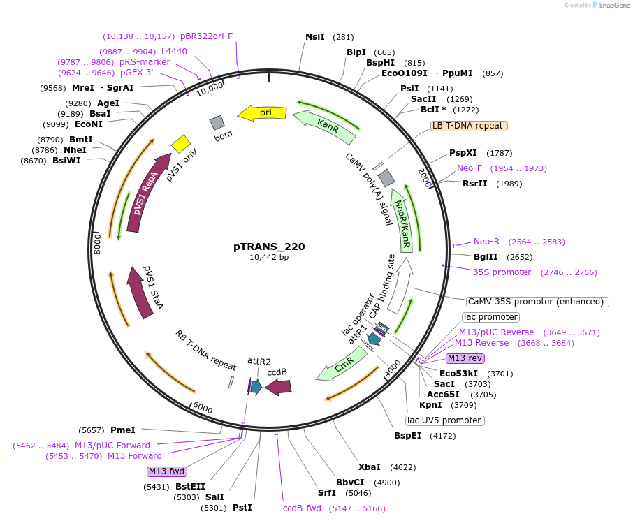 91113-plasmid-map-sequence-id-182090
