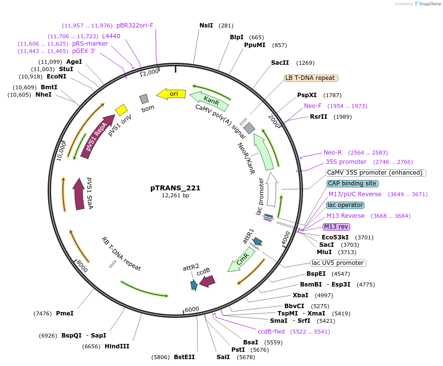 91115-plasmid-map-sequence-id-182092