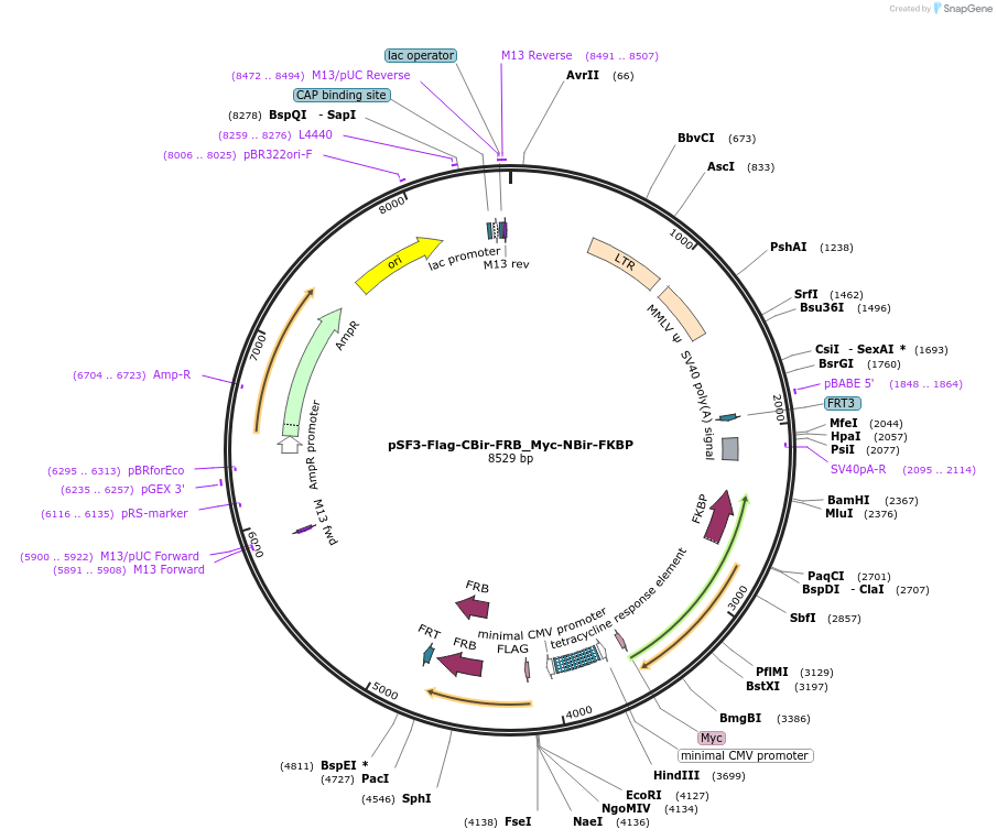 90003-plasmid-map-sequence-id-182094
