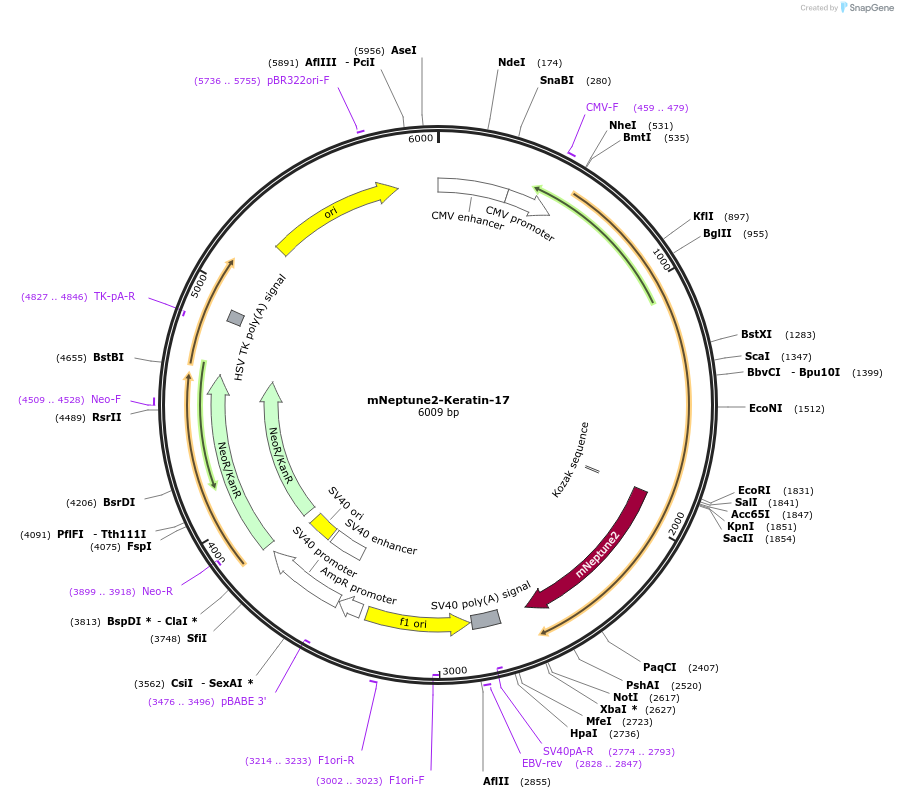 56147-plasmid-map-sequence-id-182101