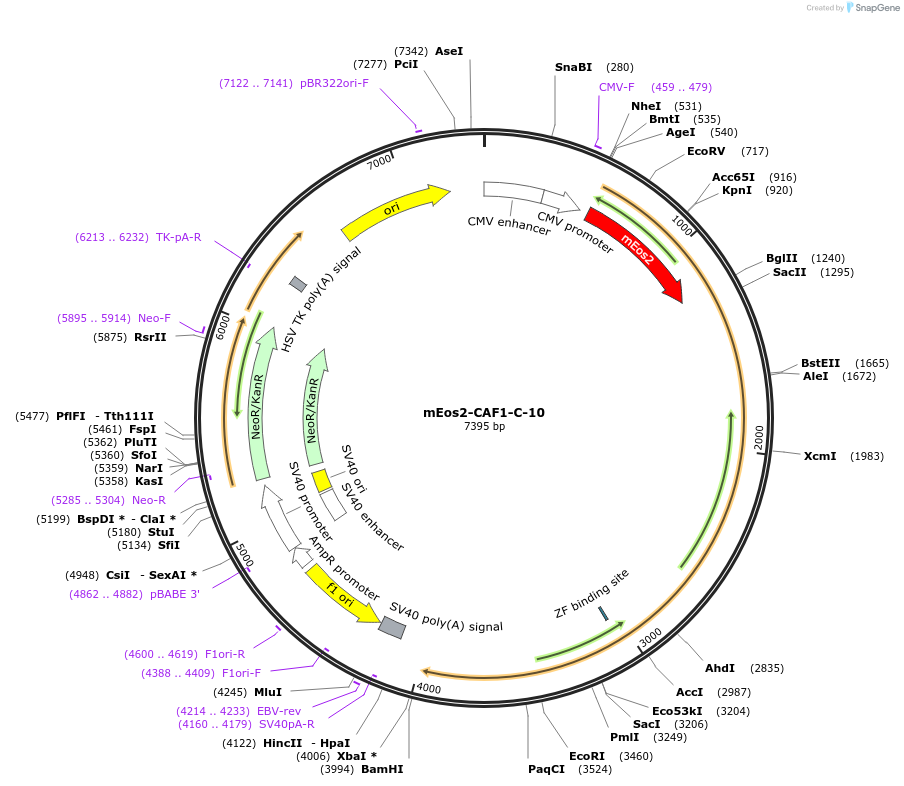 57351-plasmid-map-sequence-id-182103