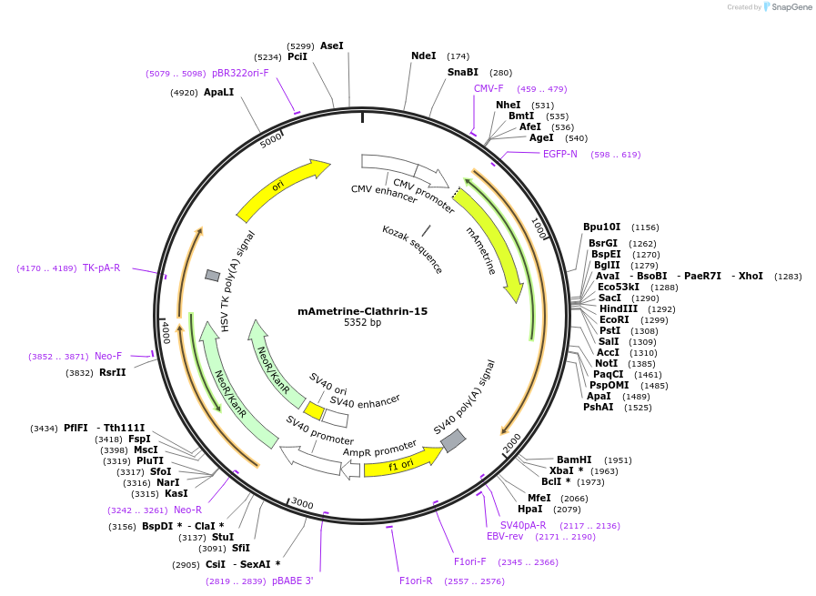 56542-plasmid-map-sequence-id-182105