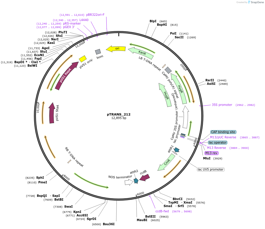 91111-plasmid-map-sequence-id-182117