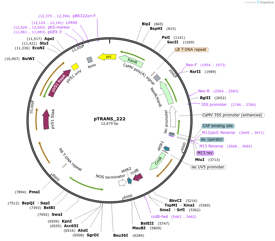91116-plasmid-map-sequence-id-182118